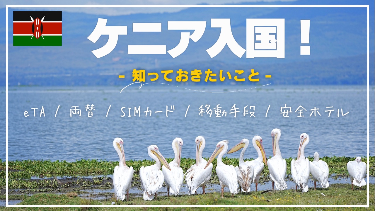 水辺に集まるペリカン