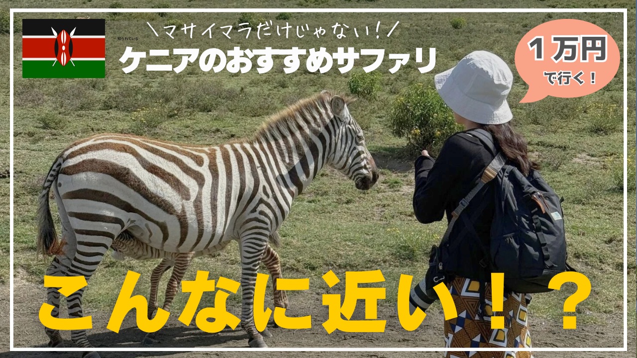 しまうまと女性