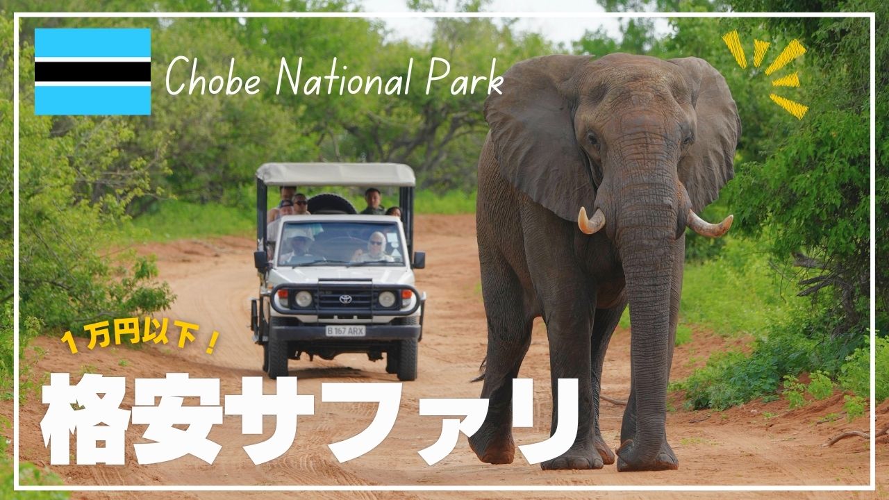 ゾウが見られるサファリ